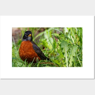 A Curious and Hopeful American Robin Posters and Art